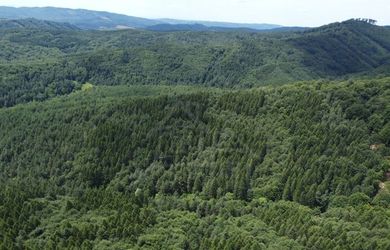 Na predaj les - lesný pozemok 6,75 ha - Osadné