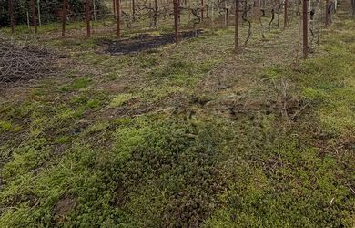 Na predaj veľký stavebný pozemok-Dvorníky len 10km od Hlohovca a 11km od Serede